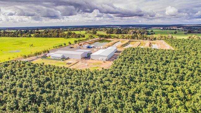 Jasper Farms Orchard in Yoongarillup Busselton Western Australia.