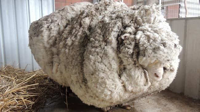 In this photo provided by the RSPCA/Australian Capital Territory, an overgrown sheep found in Australian scrubland is prepared to be shorn in Canberra, Australia, Thursday, Sept. 3, 2015. The wild, castrated merino ram named Chris, yielded 40 kilograms (89 pounds) of wool — the equivalent of 30 sweaters — and sheded almost half his body weight. (RSPCA ACT/ via AP) EDITORIAL USE ONLY, NO SALES