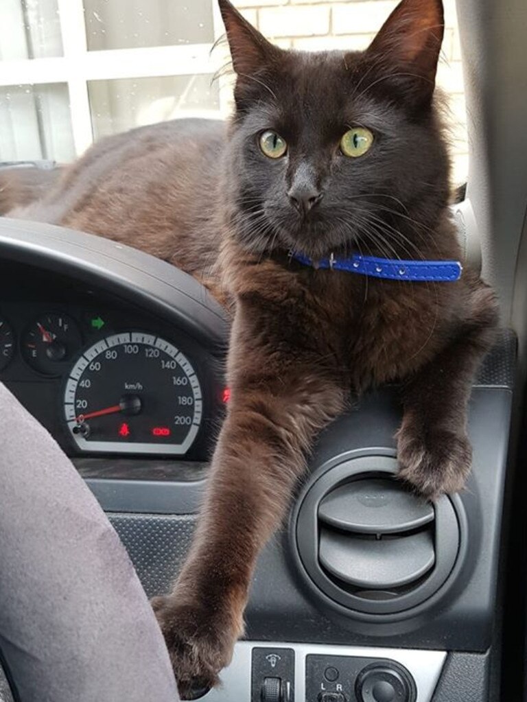 Our rescue baby named Buddy loves car rides and indicating right. LOL. Picture: Natasha Sinton.