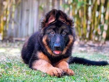 Olive is only 4 months old, but this beautiful German Shepherd is already loving life. Submitted by Annah Skillen.