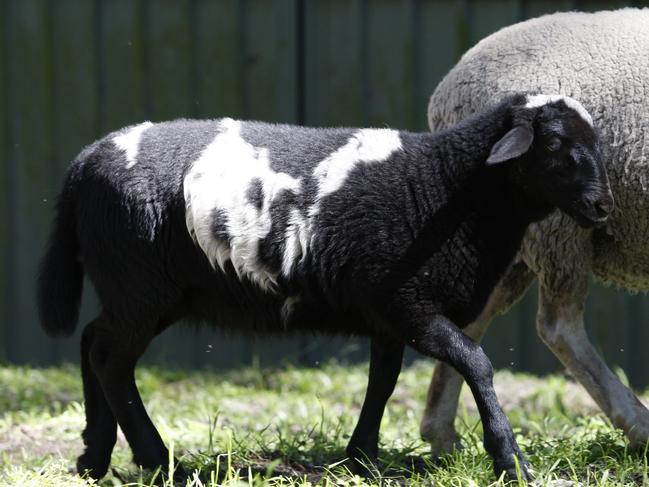 The geep ‘Oreo’ at Follyfoot Farm.