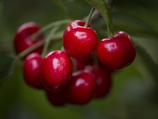 Simone cherries. Photographed at Big Fella Cherries at Coldstream, Victoria. Generic cherry crop photo. Picture: ZOE PHILLIPS