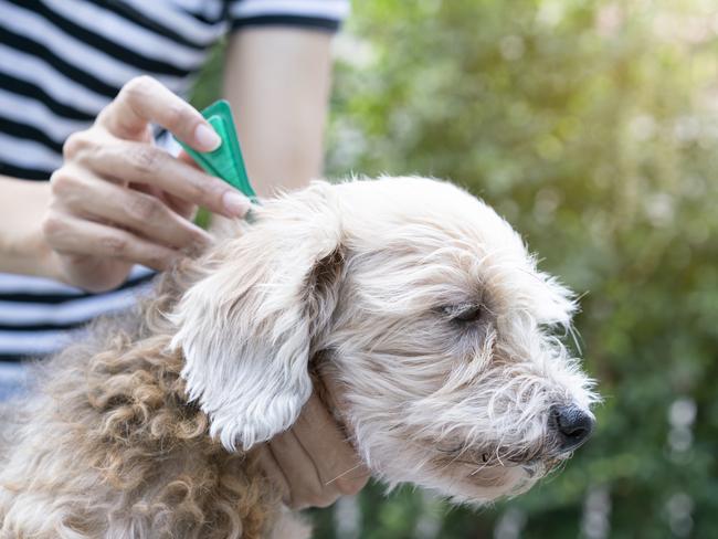 ISTOCK: tick and flea prevention for a dog