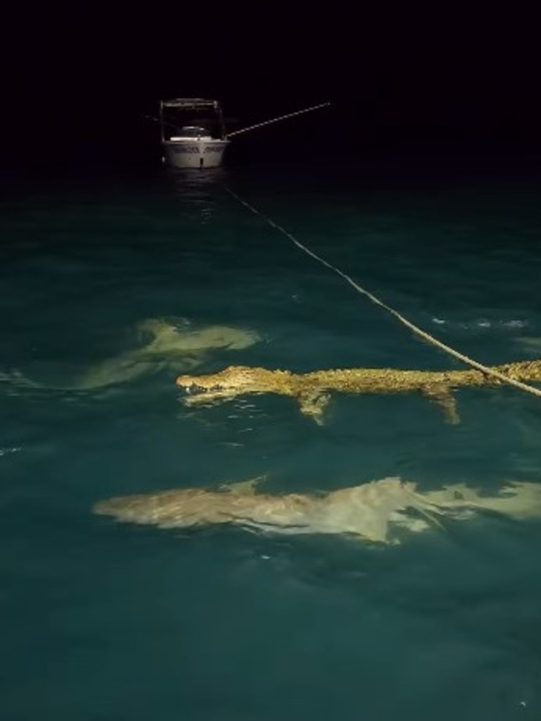 Sharks were seen aggressively circling a saltwater crocodile in the Northern Territory.