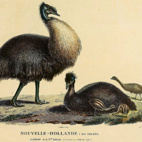 Illustration of dwarf emus on the Baudin voyage by artist Charles-Alexander Lesueur. Picture: State Library Victoria.