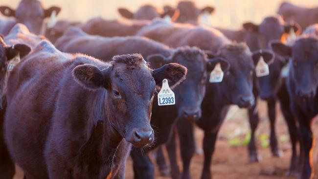 Cattle giant AACo’s board is focused on performance improvement.