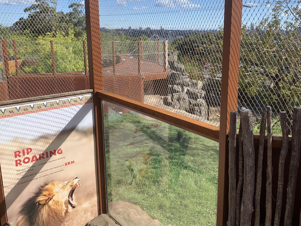 The big cat escape artists were nowhere to be seen at Taronga Zoo on Wednesday afternoon. Picture: Supplied