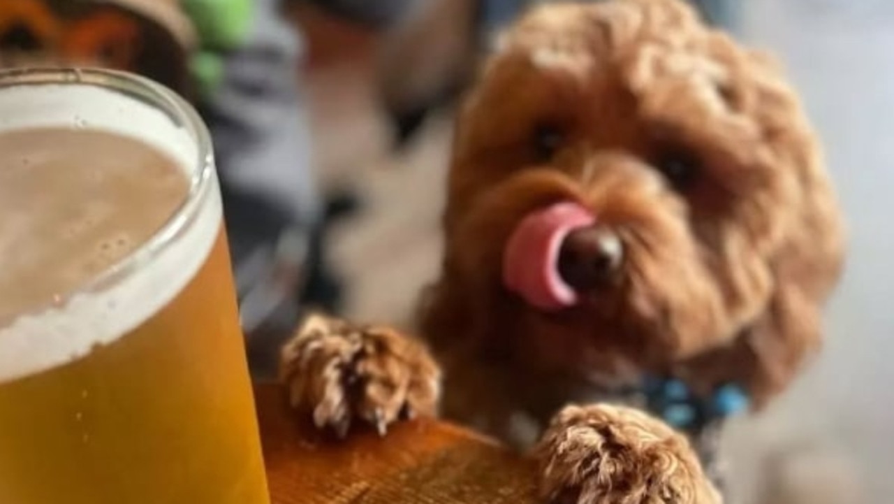 Council crackdown ends St Kilda pub’s pet-friendly policy