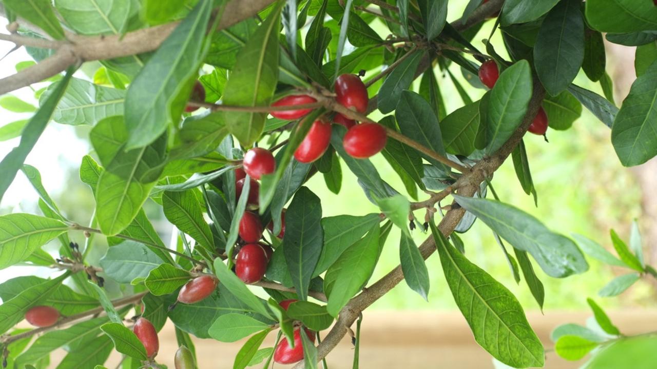 Gardening: Miracle Fruit, 