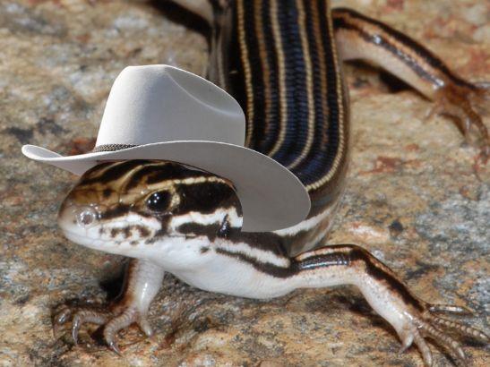 A lizard has been named after Bob Katter. Artwork of lizard in Bob Katter's hat.