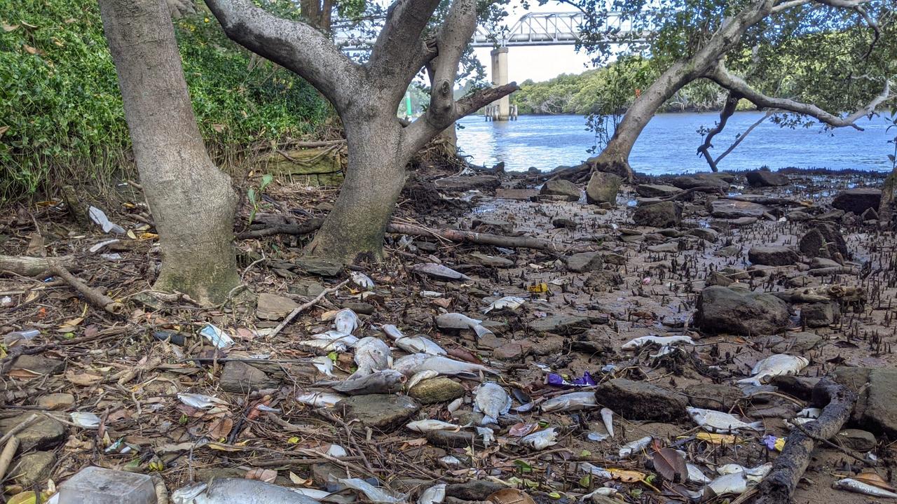 The fish kill has affected a number of spots along the river. Picture: Kellie Darley