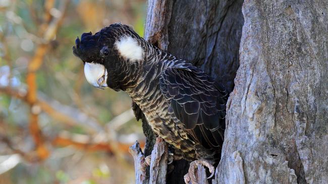 A Carnaby's black cockatoo. Picture: Rick Dawson