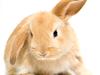Violent thug ‘hit his partner with rabbit’, court told