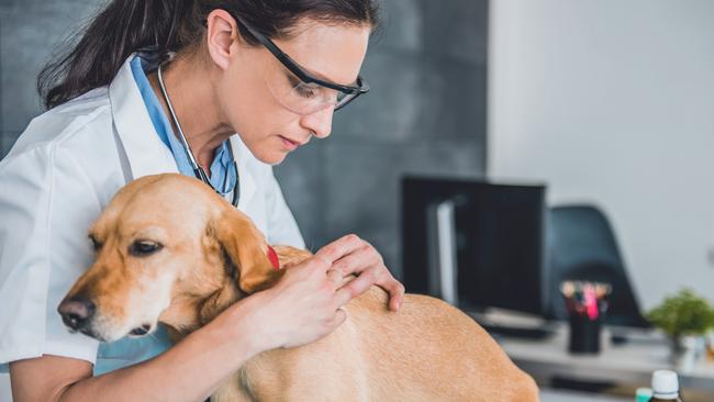 The disease ehrlichiosis, an exotic tick-borne dog disease, has been confirmed in a small number of dogs in Katherine and in a remote settlement west of Alice Springs.