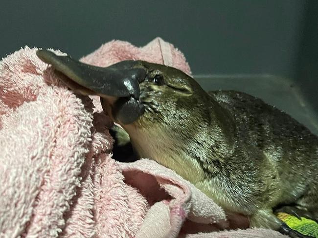 Platypus Ruby was rescued from beneath a southern Tasmanian bridge with an elastic caught around her neck. Picture: supplied.