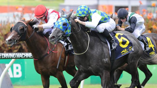 Coolring is favourite for the Weetwood at Toowoomba on Saturday. Picture: Simon Bullard