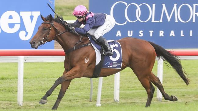 Magic Stalker cam bring up the hat-trick when he heads to Kembla. Picture: Bradley Photos