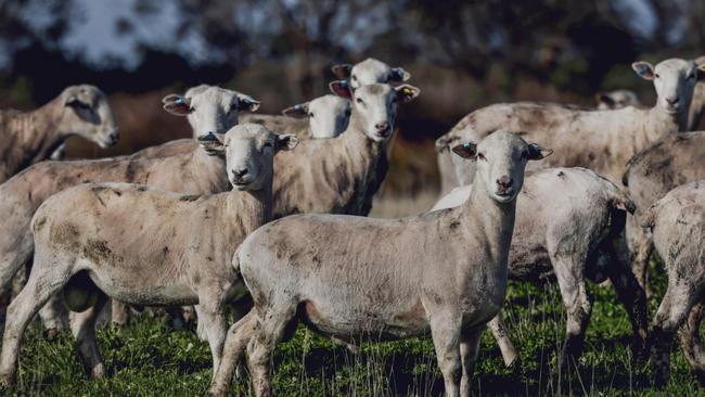 John Keiller’s rams, Cashmore, at Portland.