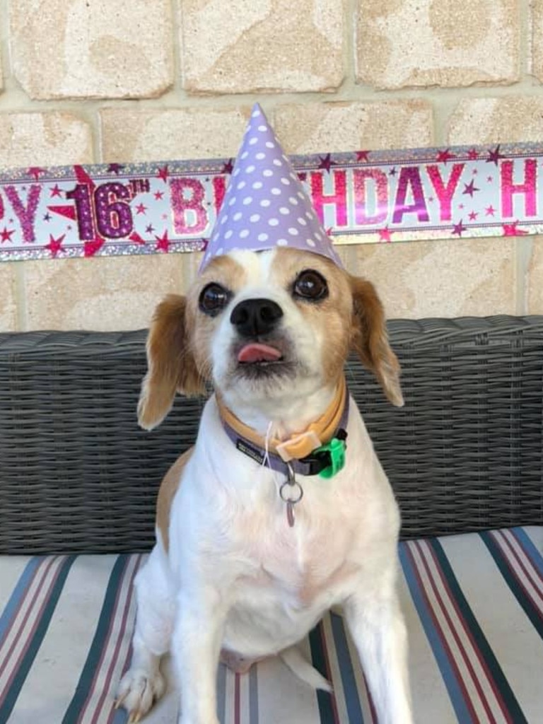 Tilly the Cavalier King Charles Spaniel. Photo Courtney Laurie