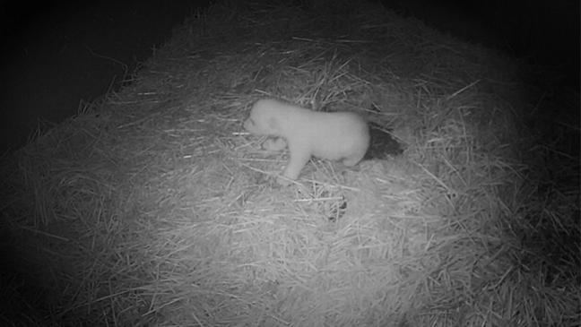 Polar Bear Cub takes first wobbly steps