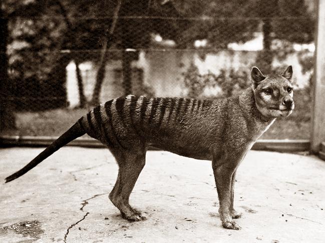 University of Tasmania research suggests the thylacine may have survived into the 2000s and there's a chance Tasmanian tigers may still exist in Tasmania's remote South West.