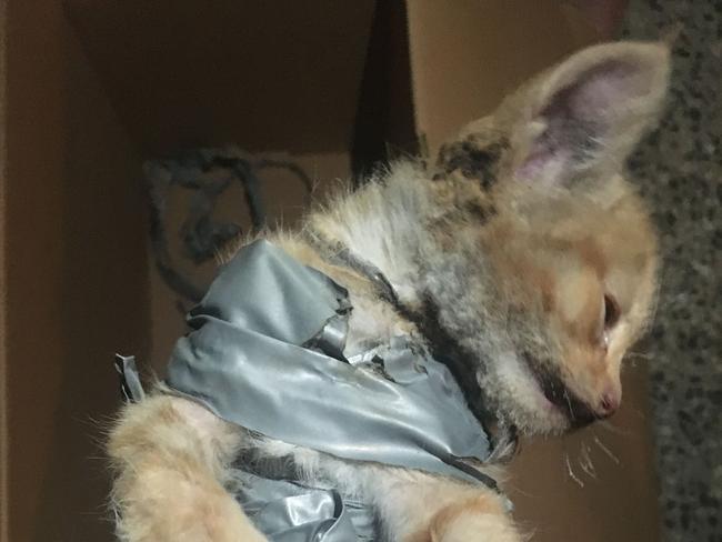 Authorities are still investigating after a kitten – Charlie – was found dumped in a Park Ridge residence wheelie bin last Monday.