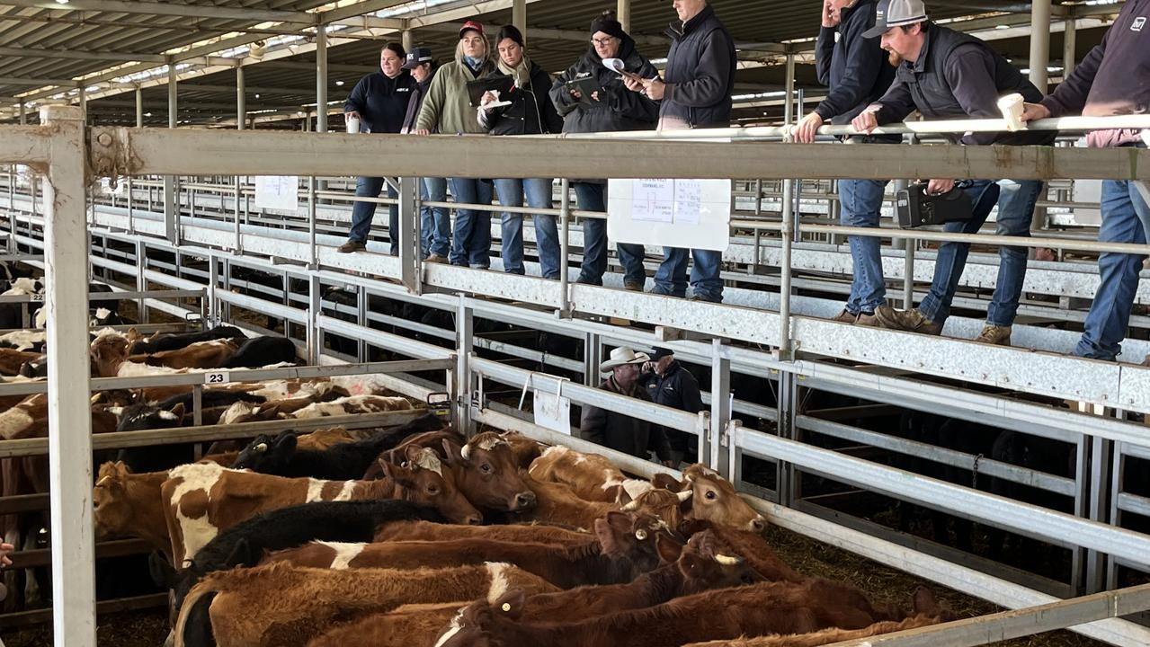 Cattle Prices Slaughter Rates Increase As Numbers Flood Into