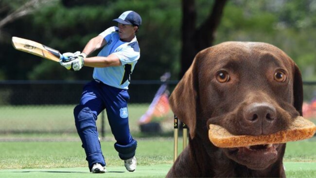 A dog fancied Baxter batsman Justin Bridgeman's lunch.