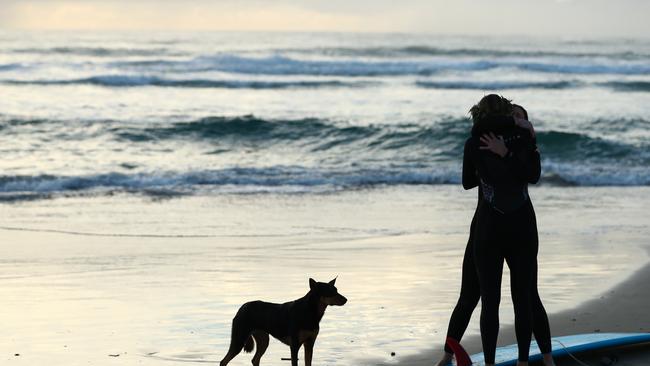 GOLD COAST, AUSTRALIA - JULY 11: Ellidy Vlug's kelpie Rummi on the beach during a paddle out in memory of Alex 'Chumpy' Pullin on July 11, 2020 in Gold Coast, Australia. Australian Winter Olympic Games Snowboarder Alex 'Chumpy' Pullin died on Wednesday 8 July in a drowning accident while spearfishing at Palm Beach on the Gold Coast, aged 32. (Photo by Chris Hyde/Getty Images)