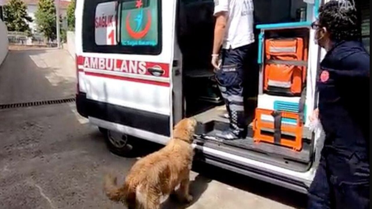 A heartbreaking video shows the harrowing attempt of one dog to ensure its owner’s safety as the animal was spotted chasing after an ambulance that rode away with its ailing human. Picture: Reuters