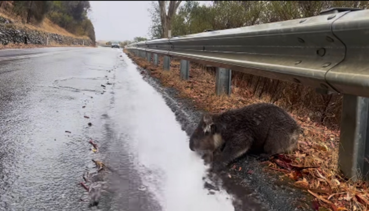 A koala drinking from a water flowing on the side of a road.