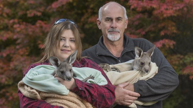 Wildlife carers Helen Round and Manfred Zabinskas with two rescured kangaroos at the Macedon Ranges shelter.Picture: Rob Leeson