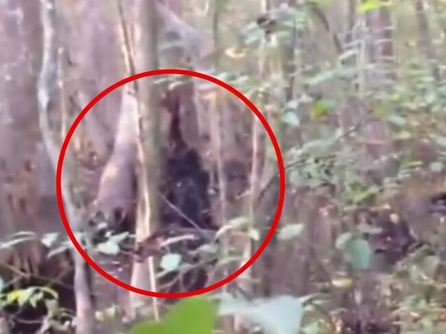 The video appearing to show 'Bigfoot' has been going viral. Picture: Josh Highcliffe/YouTube