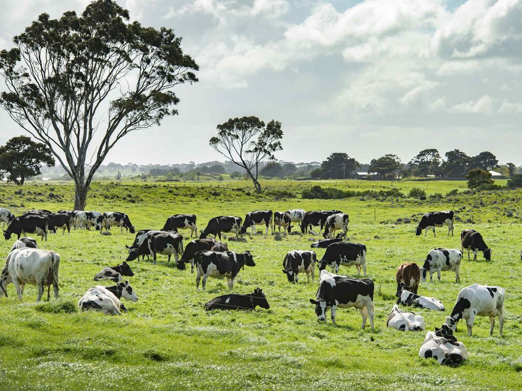 Fonterra Australia rules out following NZ lead on bobby calf ban | The ...