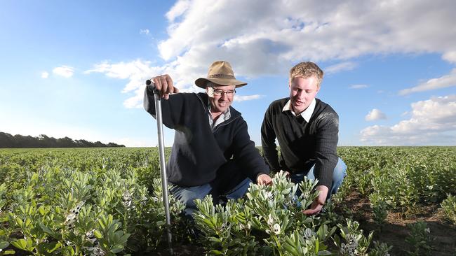 Trevor and Toby Caithness with faba beans. Picture: Yuri Kouzmin