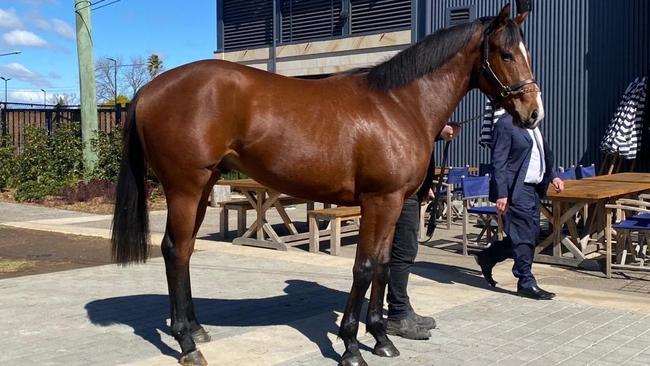 Gai Waterhouse auctions off shares in her colt Storm Boy at The Log Cabin pub in Penrith.