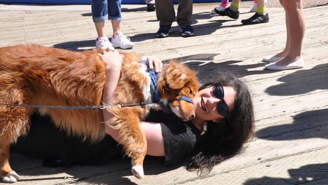 The breed is native to Nova Scotia and has a water-resistant coat. Picture: Dawn Fougere