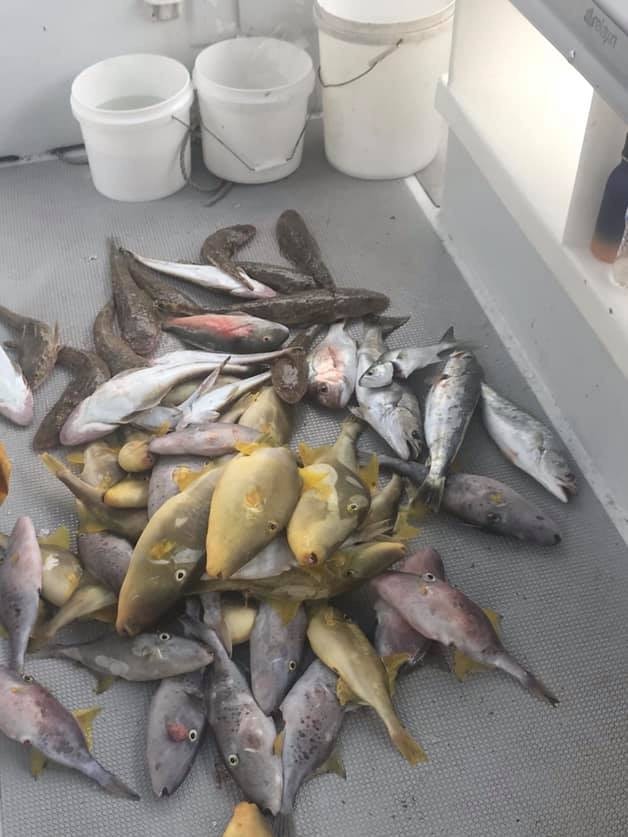 A big haul from one of Reeltime Fishing Charters boats last week.