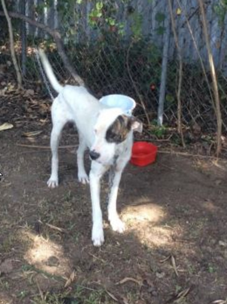 Bull store arab wolfhound