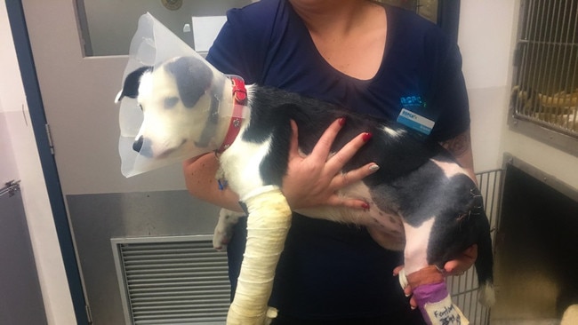 Border collie pup Asha had both her legs broken.