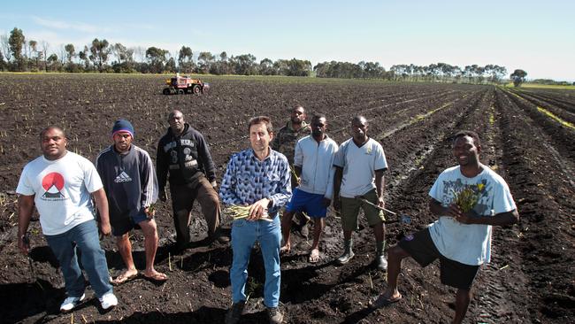 Seasonal workers from Vanuatu harvesting asparagus in Koo Wee Rup.