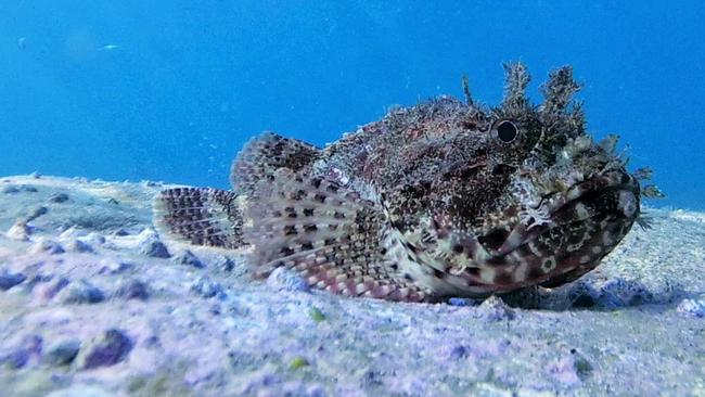 A stonefish. Picture Ian Donato