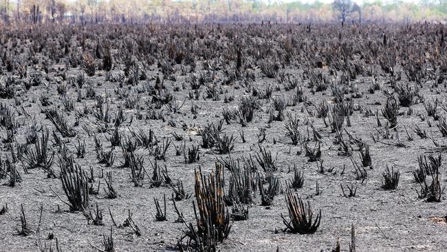 Remnants of a large field of Gamba Grass in the aftermath of a severe grass fire on Mira Rd, Southport. Picture: Glenn Campbell