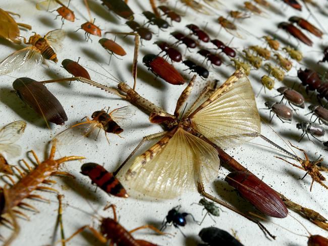 Check out the Ayr Nature Display’s butterfly, shell and rock displays.