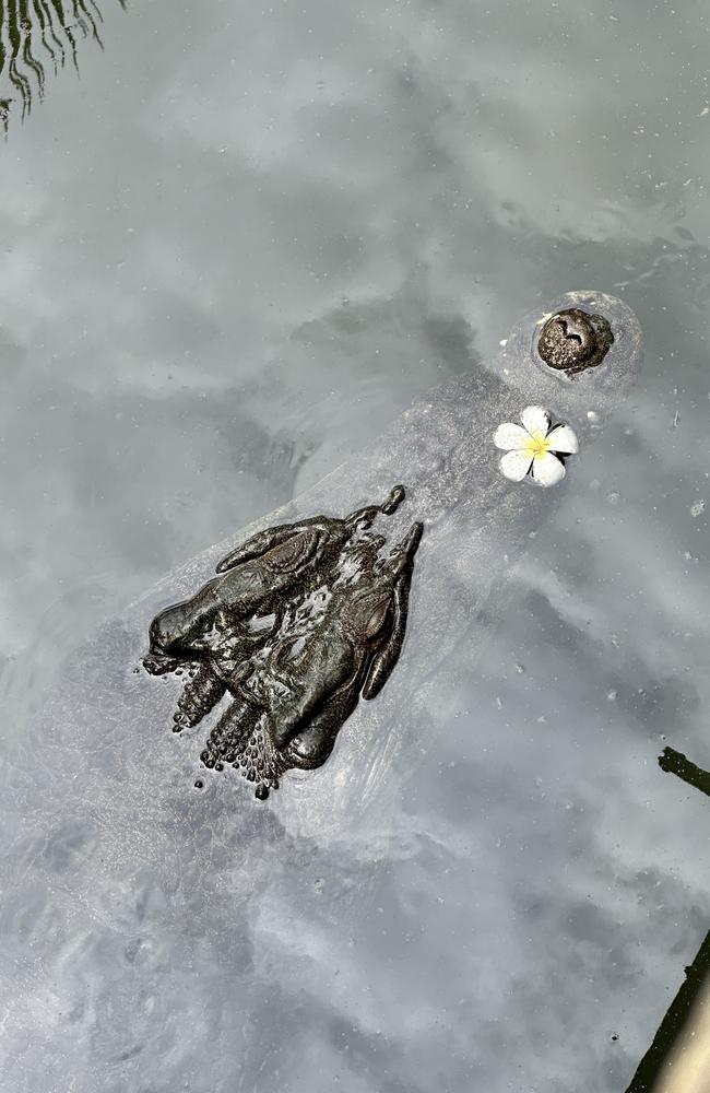 A romantic crocodile at Crocodylus Park with a flower on its nose. Picture: Elise Graham