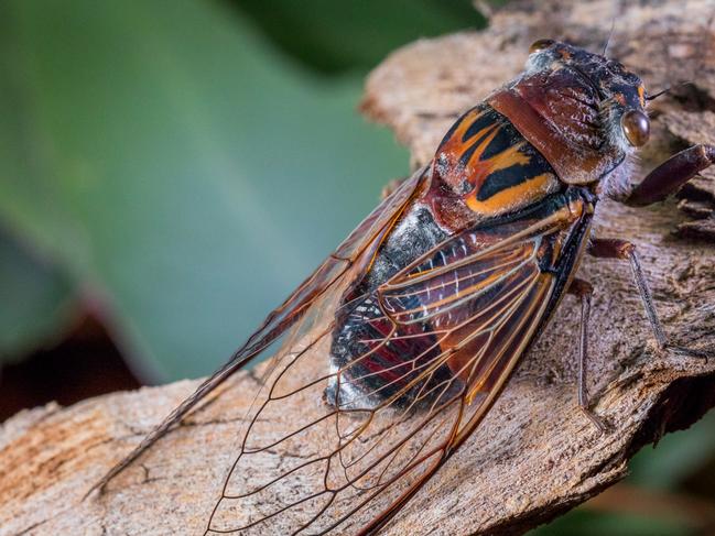 SUNDAY TELEGRAPH SPECIAL. PLEASE CHECK WITH JEFF DARMANIN ST PIC ED BEFORE PUBLISHING. The sounds of summer return to Sydney. Cicadas return to the suburbs after years of silence. Double Drummer