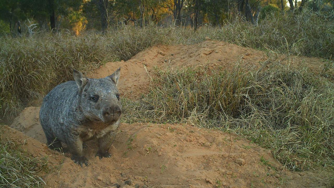 compileren stil Merchandising Bushfires: 'Hero' wombats aren't actually shepherding animals to safety |  news.com.au — Australia's leading news site
