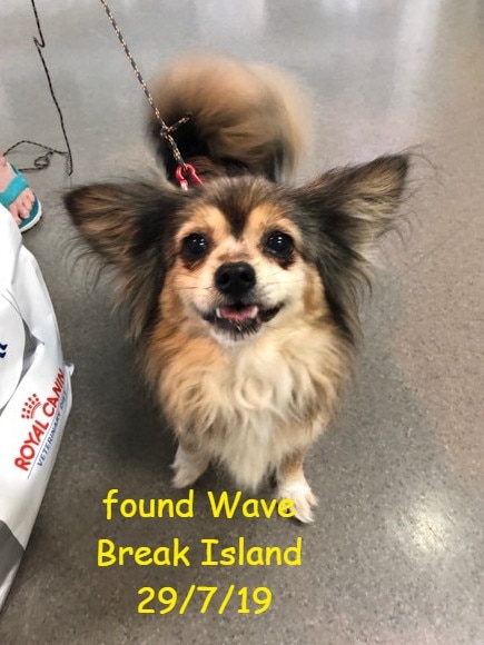 This Tibetan Spaniel-Papillon cross was found alone on Wavebreak Island on the Gold Coast on July 29. He has been in a Gold Coast pound all week and has yet to be claimed. Picture: Gold Coast Lost and Found Pets/Facebook