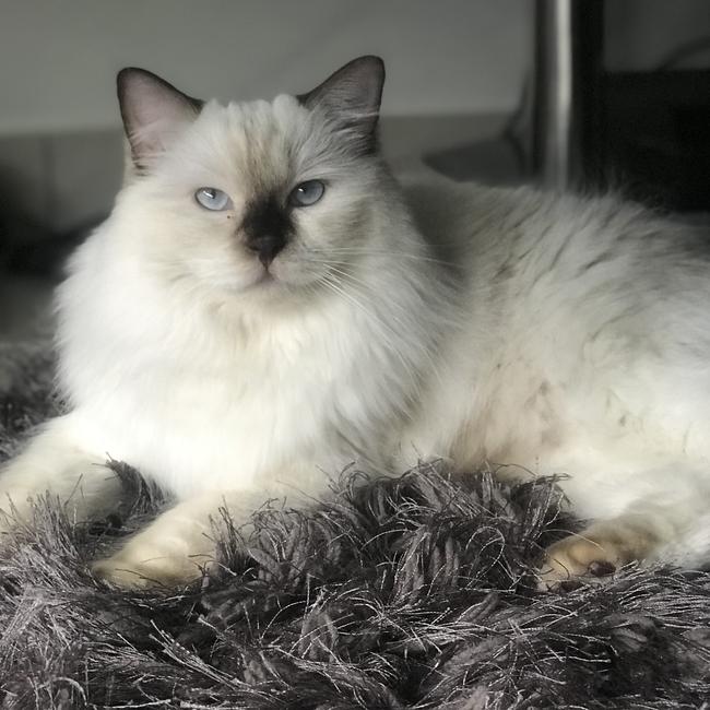 ‘Is she taking pics again?’ Meet Cocobelle. Picture: Salina Khousakool