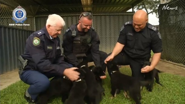 NSW Police Force welcomes eight new police puppies